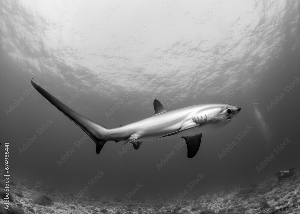 Fototapeta premium Thresher Shark
