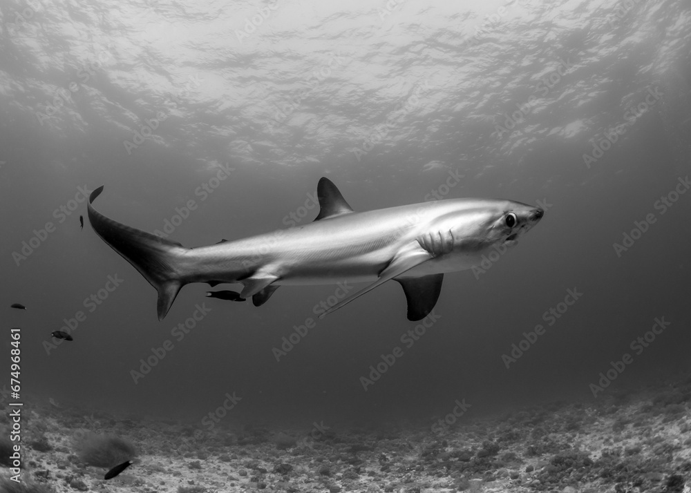 Thresher Shark Thresher Shark