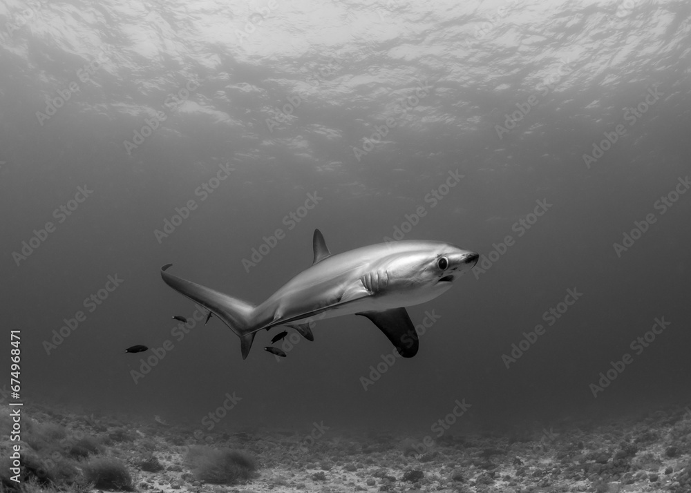 Thresher Shark Thresher Shark
