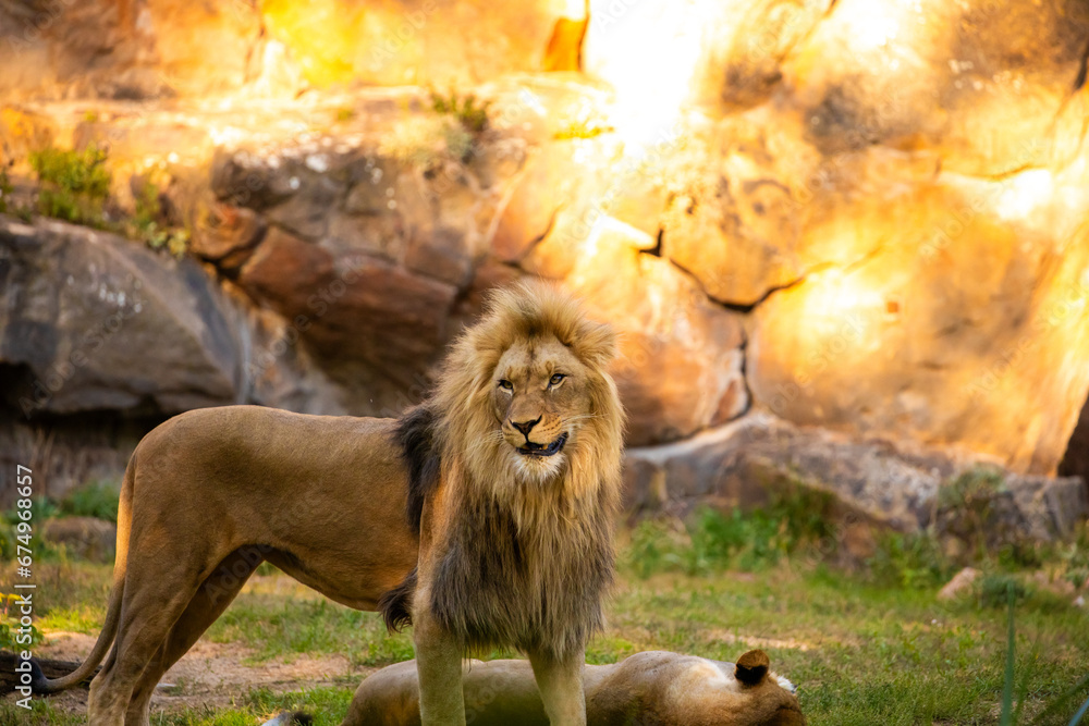 Naklejka premium Pair adult Lions playing in zoological garden