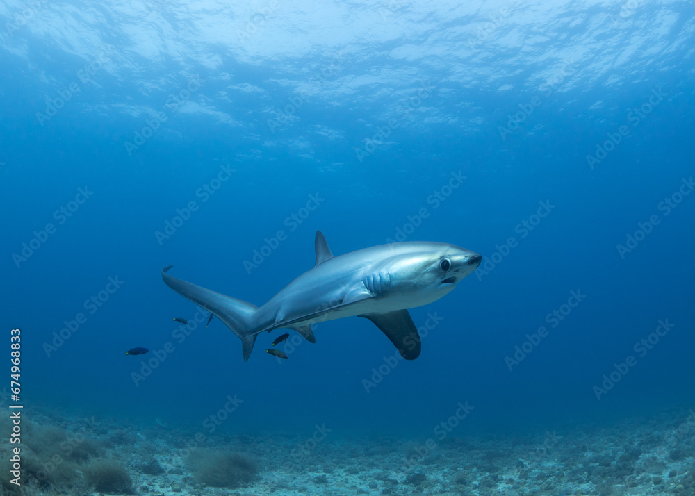 Thresher Shark Thresher Shark