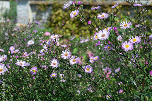 Slika na platnu Aromatic aster (symphyotrichum oblongifolium) flowers in bloom