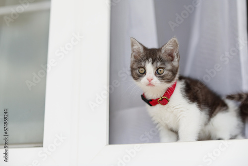 窓辺の子猫 © makieni