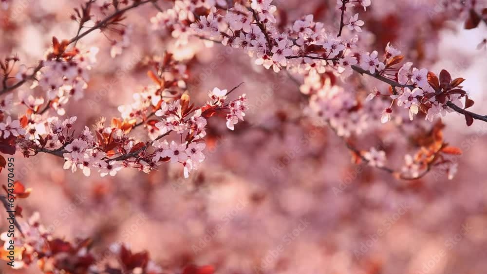 Spring blossom of purple sakura against blue sky. Beautiful nature scene with blooming tree and sun flare. Cherry, sakura, apricot, almond blossom trees with pink Spring flowers. Spring blossom of purple sakura against blue sky. Beautiful nature scene with blooming tree and sun flare. Cherry, sakura, apricot, almond blossom trees with pink Spring flowers.