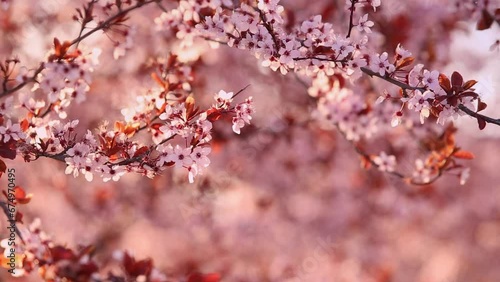 Spring blossom of purple sakura against blue sky. Beautiful nature scene with blooming tree and sun flare. Cherry, sakura, apricot, almond blossom trees with pink Spring flowers.