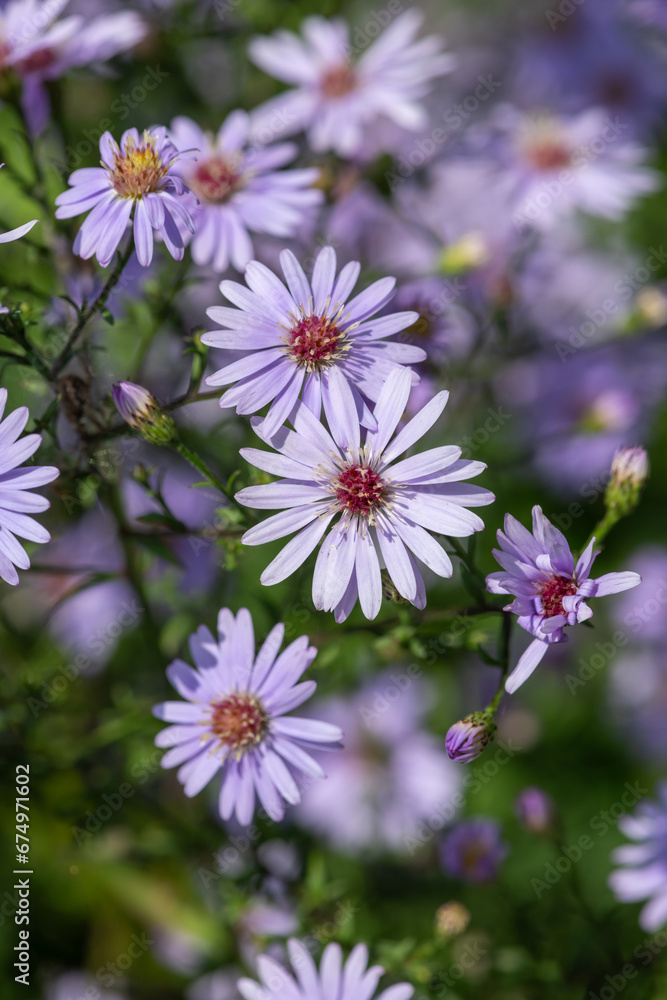 Obraz premium Aromatic aster (symphyotrichum oblongifolium) flowers in bloom