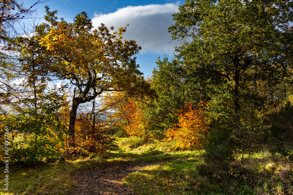 Autumn Trees