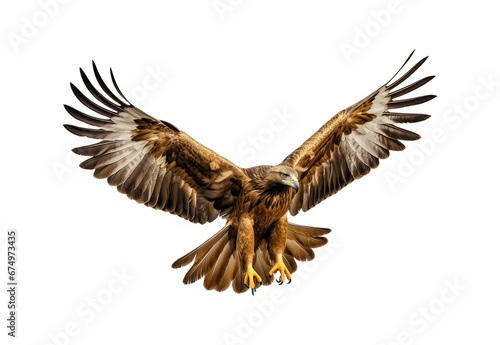 The golden eagle is flying.