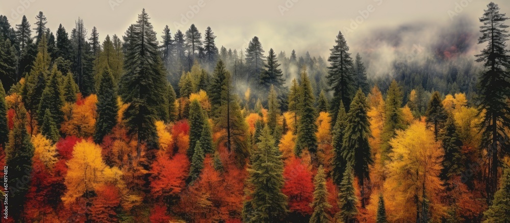 The background of the autumn forest was filled with the texture of colorful leaves showcasing a vibrant display of reds yellows and oranges with lots of towering fir trees The background of the autumn forest was filled with the texture of colorful leaves showcasing a vibrant display of reds yellows and oranges with lots of towering fir trees