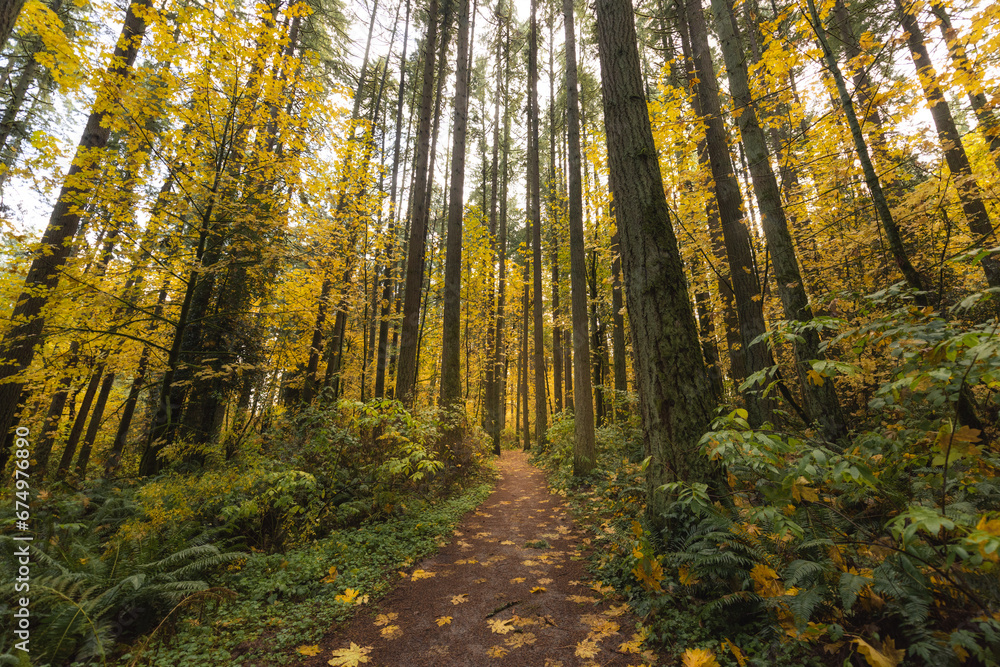 Hiking trail path in autumn woodland forest Hiking trail path in autumn woodland forest