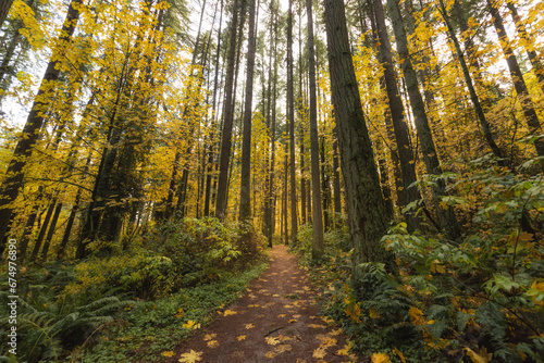 Hiking trail path in autumn woodland forest