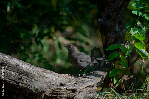 The common blackbird, Turdus merula, is a species of true thrush. It is also called the Eurasian blackbird. photo