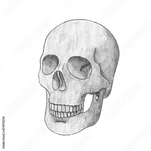 Sketch human skull (ID: 674978256)