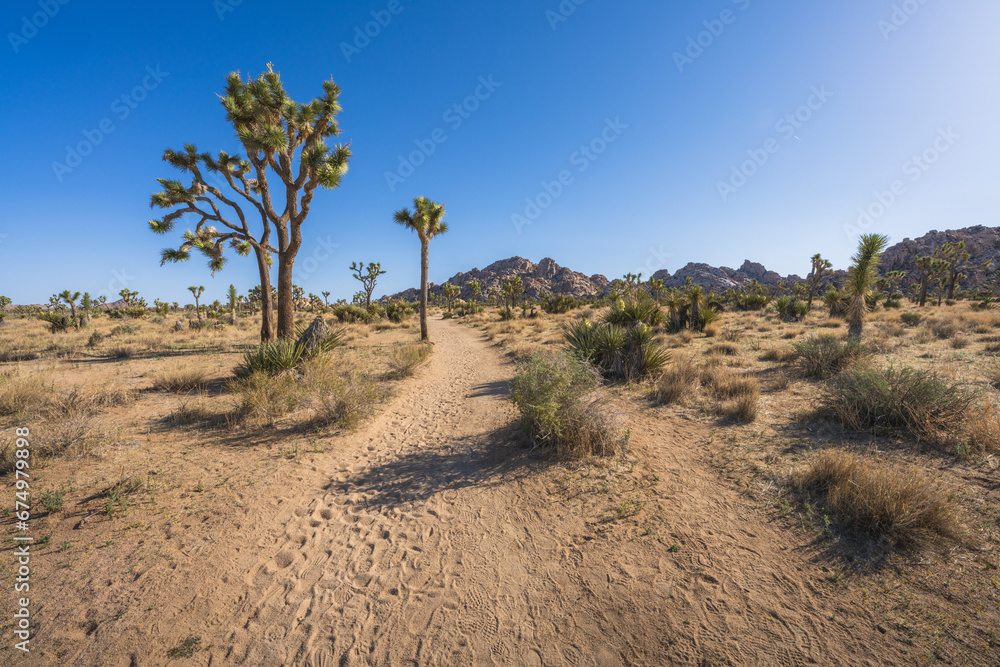 hiking the lost horse mine loop trail in joshua tree national park, california, usa