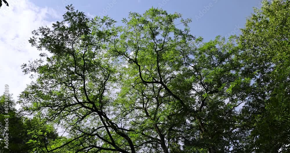 acacia trees in the autumn season in sunny weather, acacia is white with color-changing foliage in the autumn season acacia trees in the autumn season in sunny weather, acacia is white with color-changing foliage in the autumn season