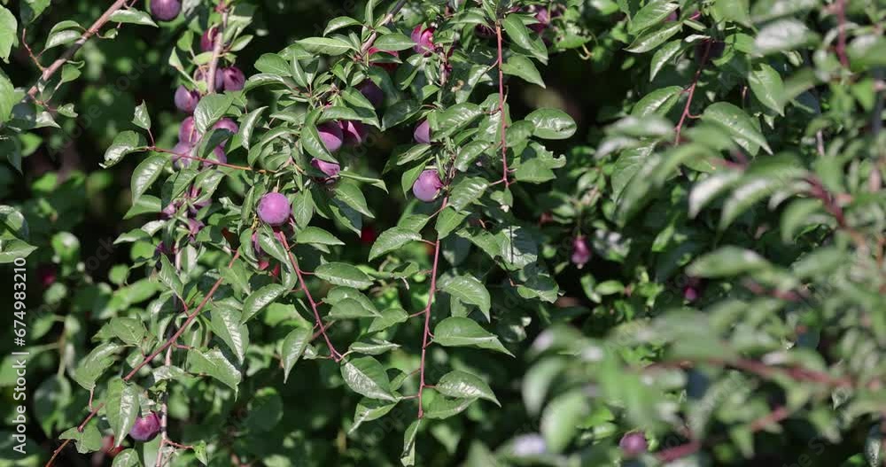 ripe harvest of large cherry plum in the summer, cherry plum trees with ripening berries ripe harvest of large cherry plum in the summer, cherry plum trees with ripening berries