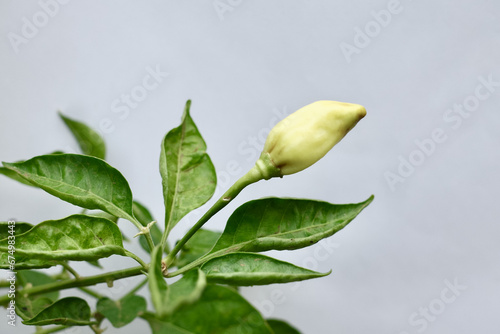Wallpaper Mural leaves on a tree Torontodigital.ca
