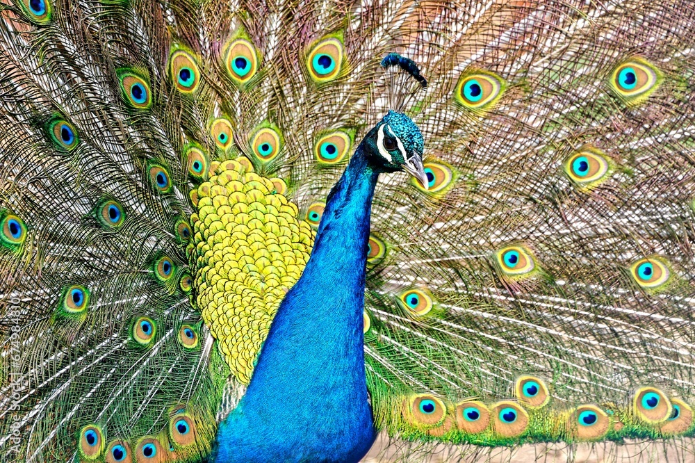 Obraz premium Vivid blue peacock is standing in profile, fanning out its vibrant tail feathers