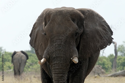Closeup of an African elephant standing in the open savanna landscape.