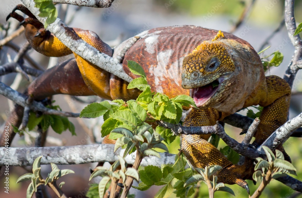 Vibrant brown iguana perched atop a branch on a sunny day