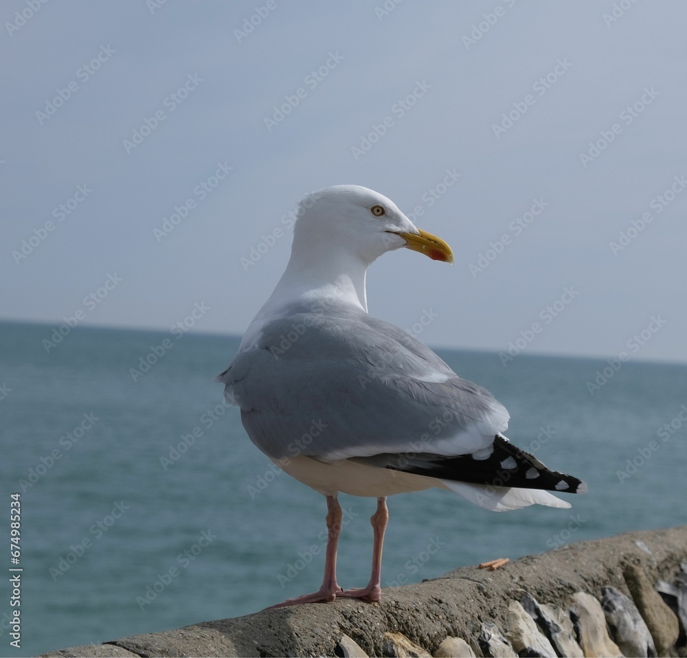 Seagull perched on a rocky ledge against the tranquil body of water Seagull perched on a rocky ledge against the tranquil body of water