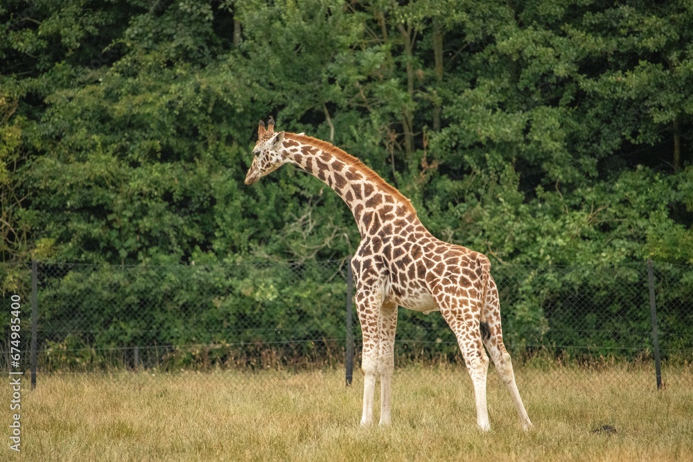 Naklejka premium Giraffe set against a backdrop of trees in a fenced-in enclosure.