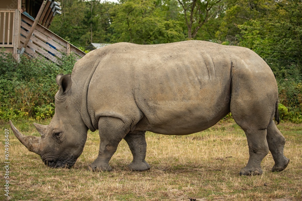Fototapeta premium Rhinoceros grazing in a lush green field.