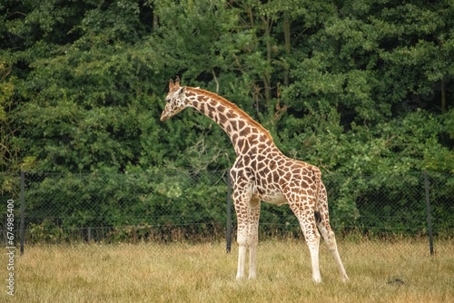 Giraffe set against a backdrop of trees in a fenced-in enclosure.