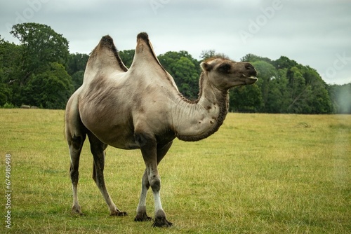 Adorable camel standing in a lush green grassland with tall trees in the background.