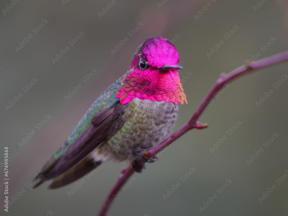 Obraz premium Anna Hummingbird perching on tree branch