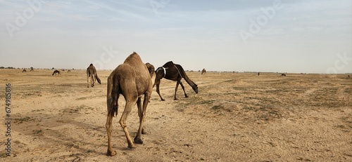 Group of camels grazing in a desert-like terrain, with sandy, arid ground