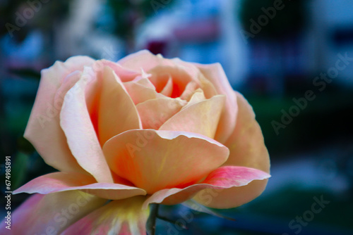 Fototapeta Naklejka Na Ścianę i Meble -  yellow rose in the garden