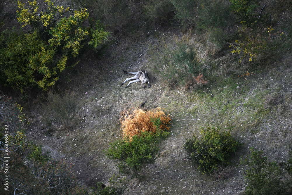 Aerial View of a Kangaroo Resting in Its Native Natural Habitat Aerial View of a Kangaroo Resting in Its Native Natural Habitat