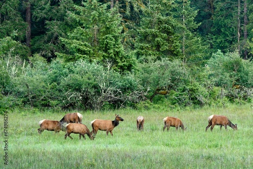 Large herd of Roosevelt Elk grazing near the landscape of Port Renfrew, British Columbia, Canada