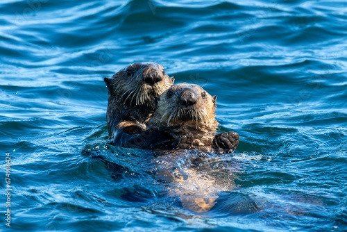 Mom and pup sea otters in Quatsino Sound, Vancouver Island, BC Canada.