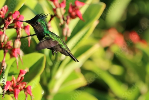 Vibrant hummingbird hovers in mid-air as it feeds from a bright flower