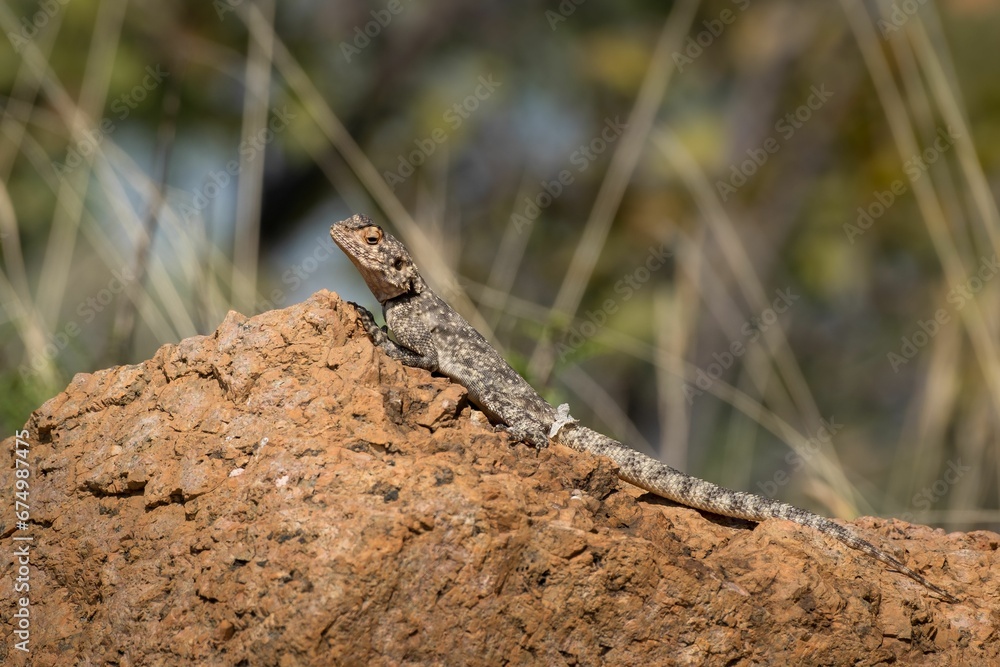 Closeup shot of a tuatara lizard on a brown rock Closeup shot of a tuatara lizard on a brown rock