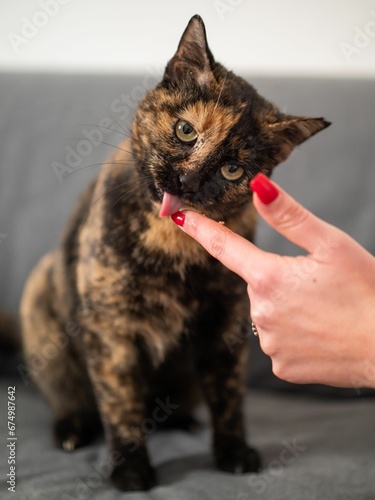 Closeup of a female's hand feeding brown and black tabby cat on the couch