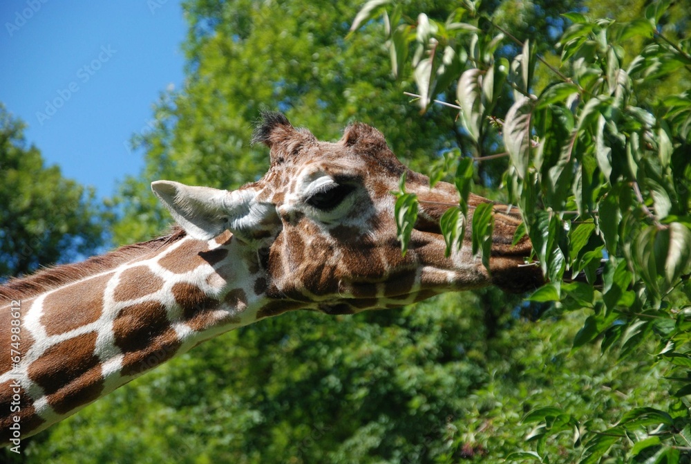 Closeup shot of a spotted giraffe chewing on a tree branch