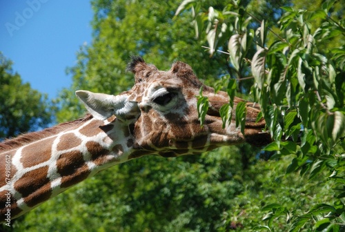 Closeup shot of a spotted giraffe chewing on a tree branch © Wirestock
