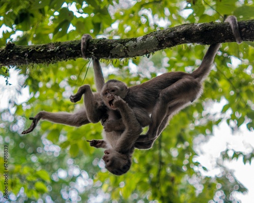 Primates hanging upside down from tree branches in a lush forest setting © Wirestock