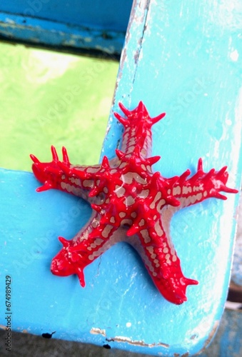 Close-up shot of a red knob sea star, Protoreaster lincki. photo