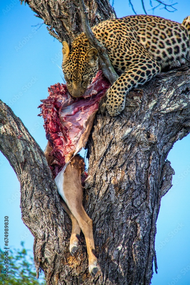 Vertical shot of a leopard eating its prey deer on a tree in a forest