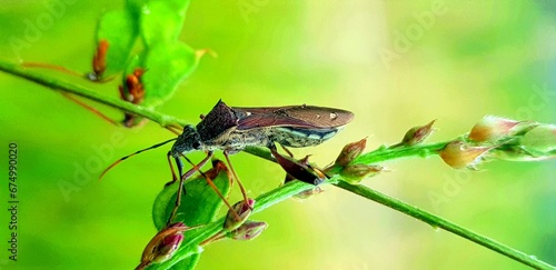 Insect on leaf © Onyekachi