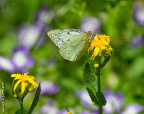 Beautiful common sulphur butterfly (Colias philodice) perched atop a vibrant yellow wildflower © Wirestock