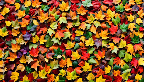 Mepal leaf in autumn Background 