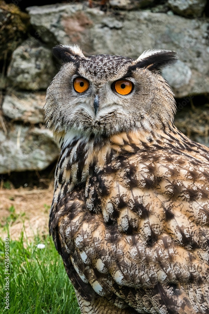 Close-up of an adorable owl perched on top of lush, green grass, looking off into the distance Close-up of an adorable owl perched on top of lush, green grass, looking off into the distance