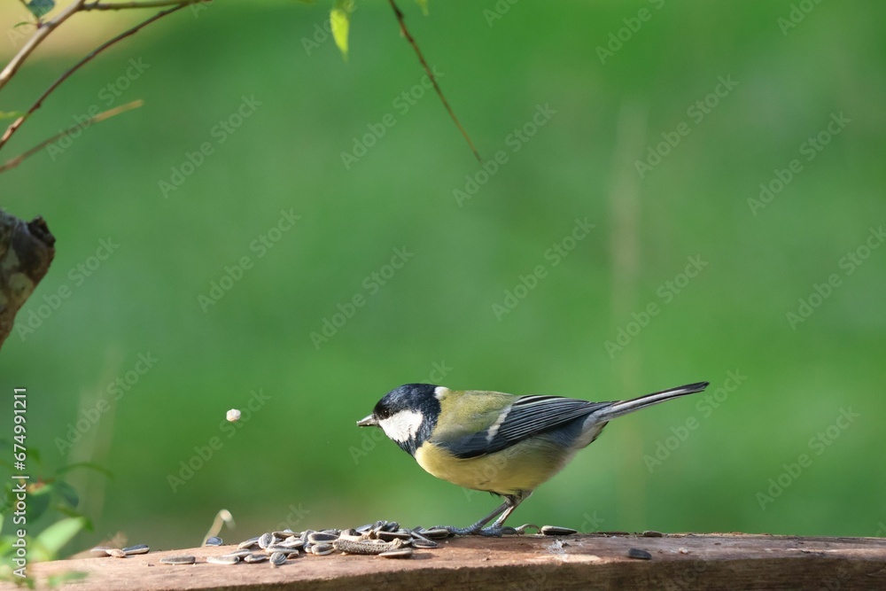 Fototapeta premium Small great tit perched atop a wooden bench surrounded by lush green grass