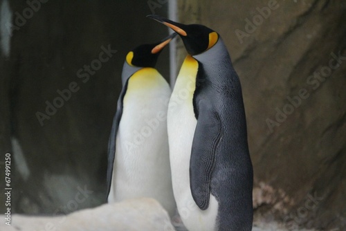 Antarctic penguins standing side-by-side  with their black and white plumage