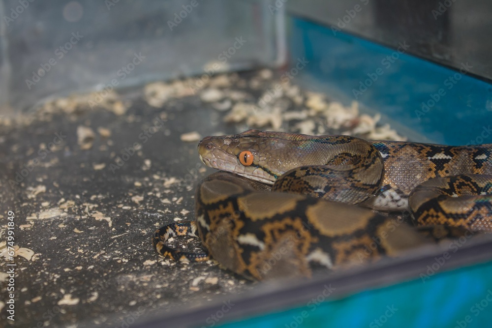 Fototapeta premium Close-up of a python coiled up inside a terrarium